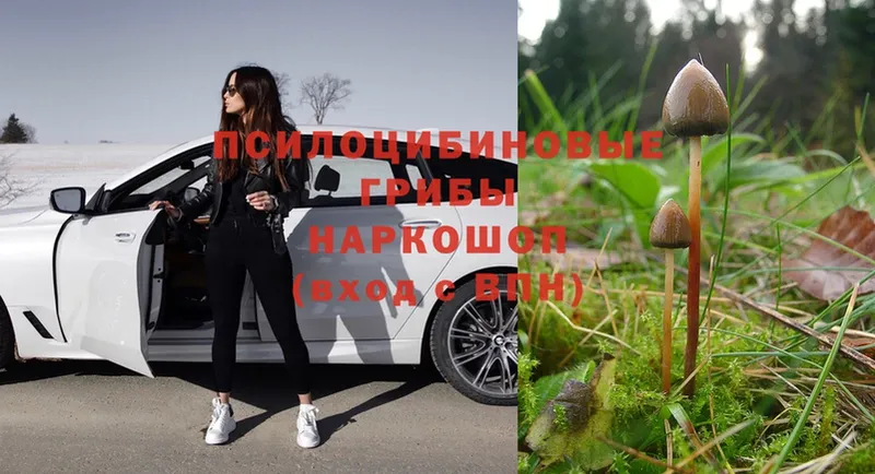 omg онион  Закаменск  Псилоцибиновые грибы MAGIC MUSHROOMS 